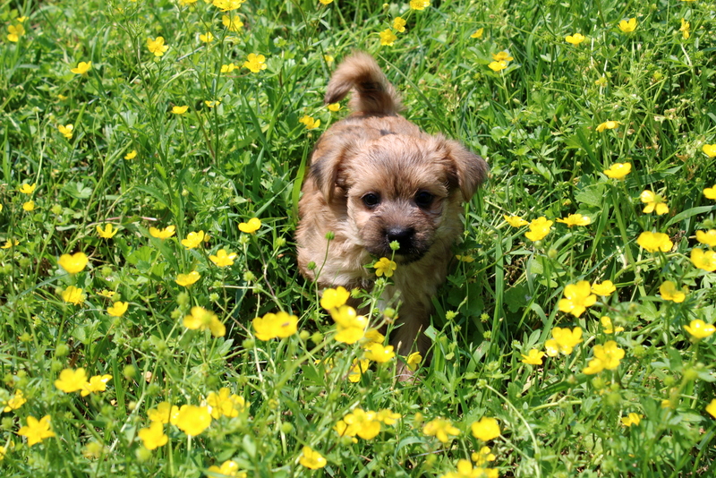 puppy, for, sale, Morkie, Matthew B. Stoltzfus, dog, breeder, Gap, PA, dog-breeder, puppy-for-sale, forsale, nearby, find, puppyfind, locator, puppylocator, aca